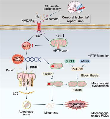 Mitochondrial dysfunctions induce PANoptosis and ferroptosis in cerebral ischemia/reperfusion injury: from pathology to therapeutic potential
